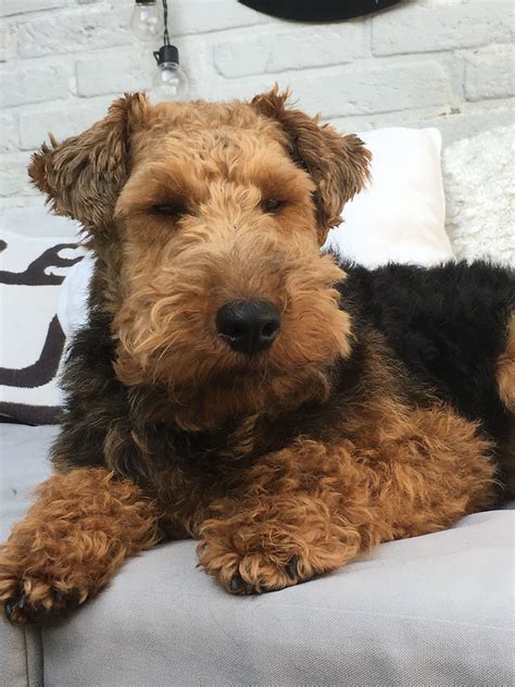 miniature airedale terrier puppies for sale